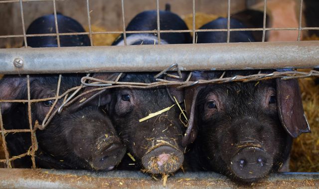 Tierhaltung: Mehr Transparenz an der Ladentheke und im Supermarkt